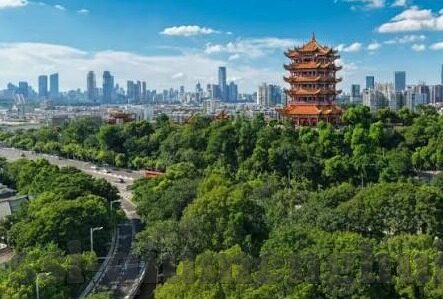 森林舞会可以赌钱吗-森林舞会，一场关于自然与娱乐的和谐交响曲